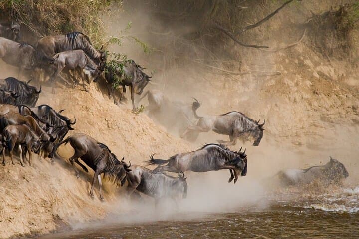 Follow the Wildebeest Migration: 8-Day Serengeti & Ngorongoro River Crossing Safari photo 4