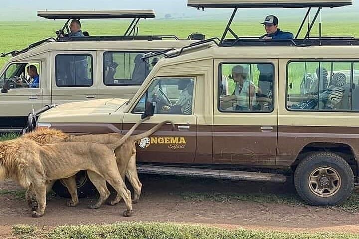 Follow the Wildebeest Migration: 8-Day Serengeti & Ngorongoro River Crossing Safari photo 5