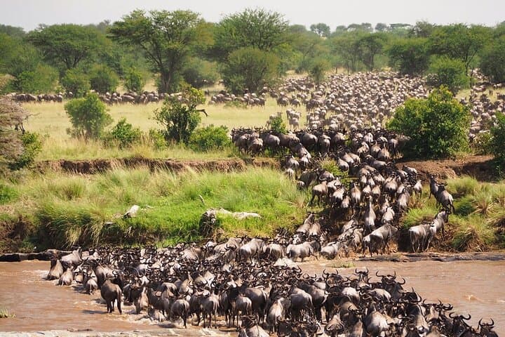 Follow the Wildebeest Migration: 8-Day Serengeti & Ngorongoro River Crossing Safari photo 6