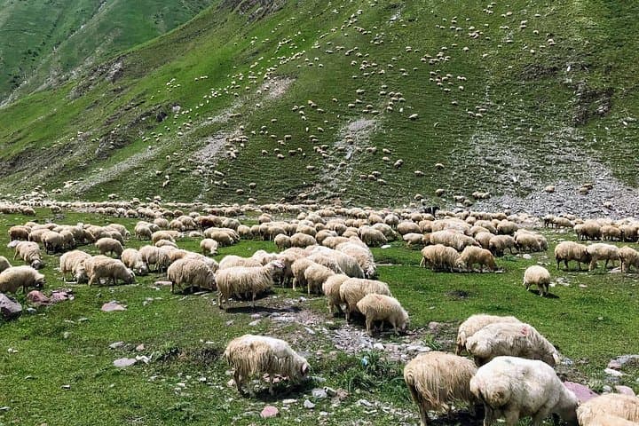 Wild Georgia 2-Day 4x4 Adventure: Kakheti Wine Trails & Kazbegi Mountains photo 4