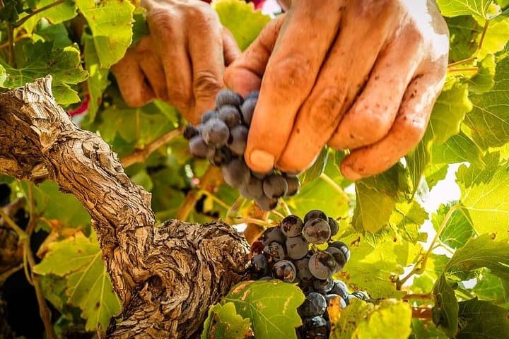 Rivesaltes Terroir Tour: Secrets and Tasting of Unique Wines Near Perpignan photo 4