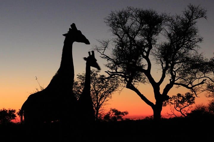 Sunset Game Drive near Hoedspruit — Private 5,500‑hectare Safari Experience