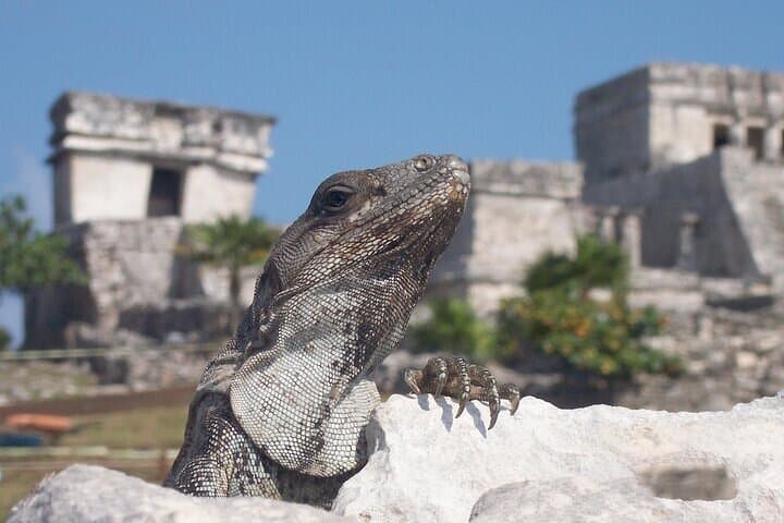 Tulum Ruins, ATV Jungle Circuit & Cenote Swim — Guided Half-Day Tour photo 6