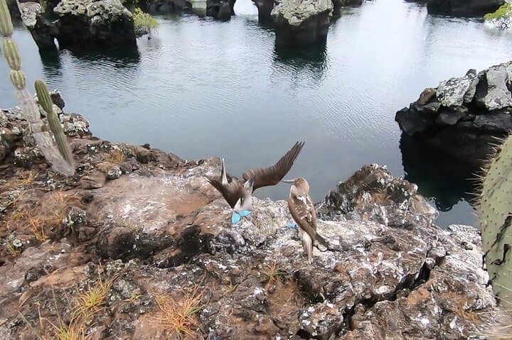 Galapagos Private Yacht Tour: 8-Day Islands, Snorkeling & Wildlife Itinerary