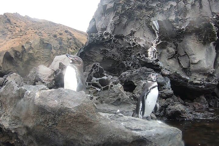 Galapagos Private Yacht Tour: 8-Day Islands, Snorkeling & Wildlife Itinerary photo 3
