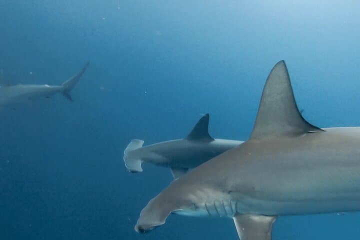 Galapagos Private Yacht Tour: 8-Day Islands, Snorkeling & Wildlife Itinerary photo 5