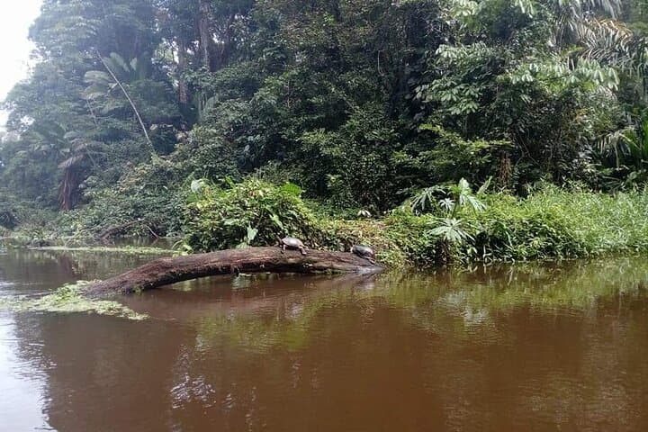 Tortuguero Private Kayak Kayak Tour: Paddle Costa Rica's Canal Labyrinth photo 2