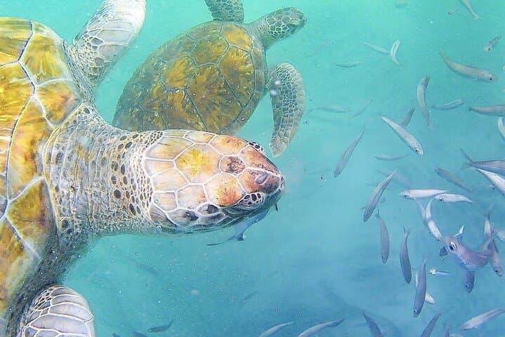Swim with Rare Sea Turtles in São Pedro Bay — Mindelo Boat Snorkel photo 2