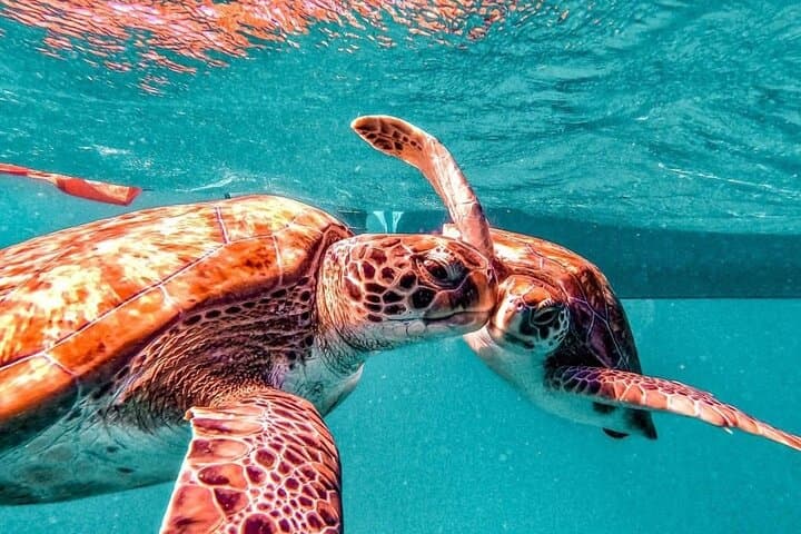 Swim with Rare Sea Turtles in São Pedro Bay — Mindelo Boat Snorkel photo 4