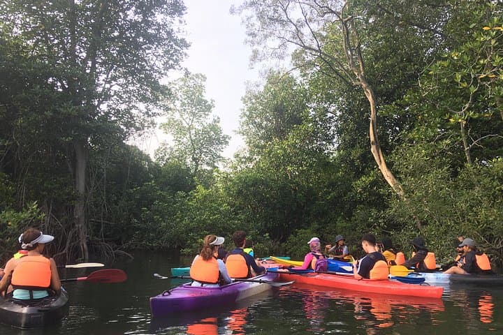 Sepang River Mangrove Kayak Tour: 4-Hour Morning & Sunset Paddles photo 4