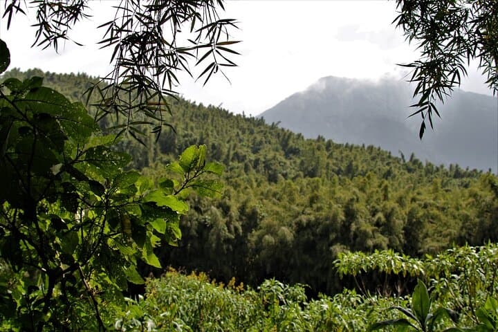 2-Day Bwindi Gorilla Trekking Safari from Kigali photo 2