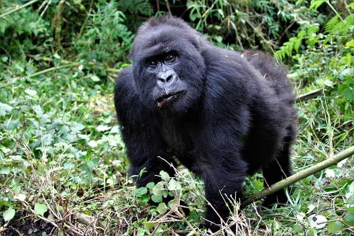 2-Day Bwindi Gorilla Trekking Safari from Kigali photo 3