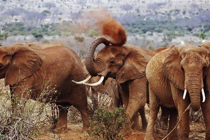Private Full-Day Safari to Tsavo East from Malindi — Aruba Dam & Big-Game Viewing