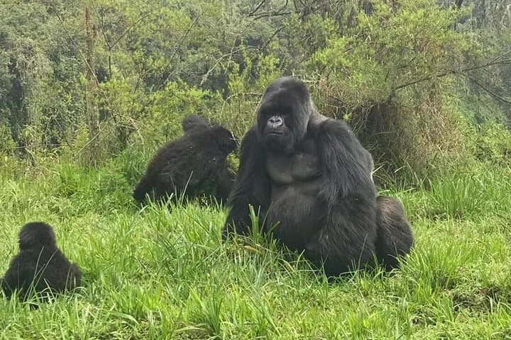 2-Day Bwindi Gorilla Trekking Safari from Kigali photo 5