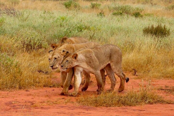Tsavo East Day Safari from Malindi — Aruba Dam Big Game Viewing