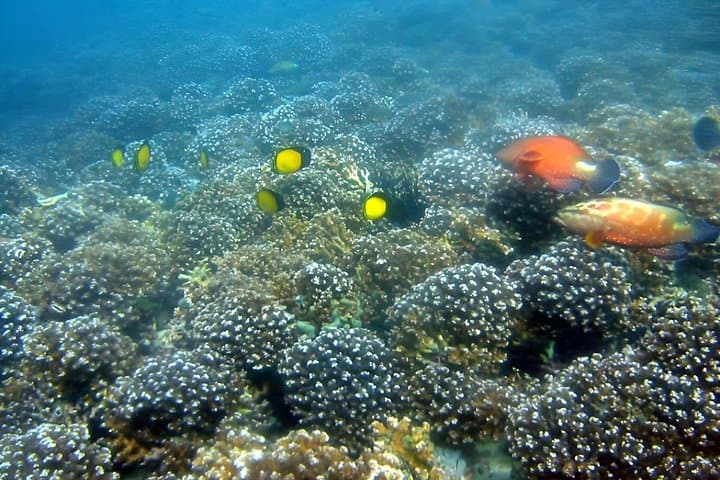 Dolphin Watching and Snorkeling in Muscat — 3‑Hour Boat Trip to Reefs and Dolphins photo 3