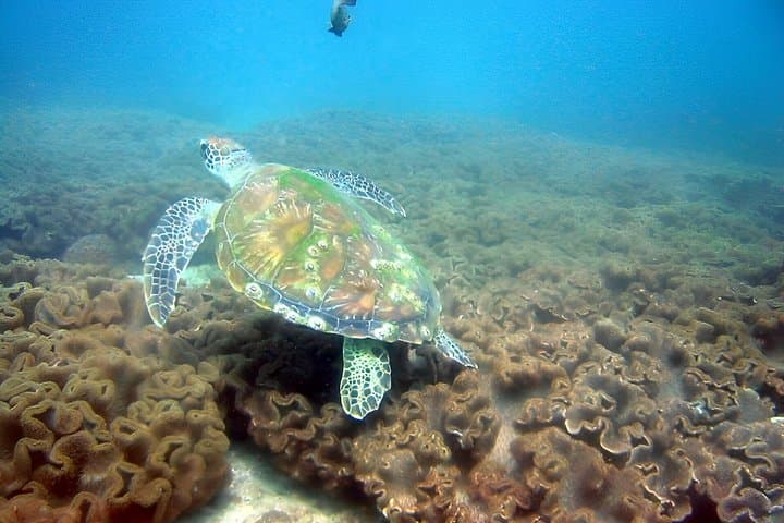Dolphin Watching and Snorkeling in Muscat — 3‑Hour Boat Trip to Reefs and Dolphins photo 4