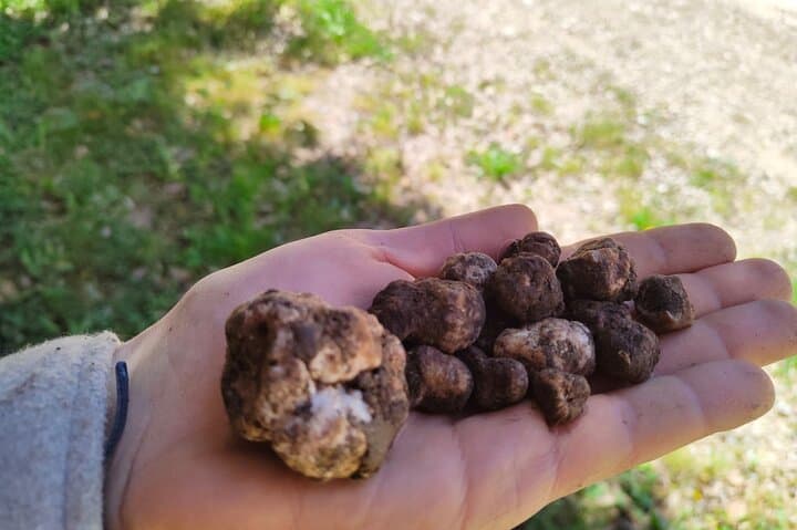 Truffle Hunting in the Sicani Mountains — Forage with Dogs and Local Hunters in Sicily