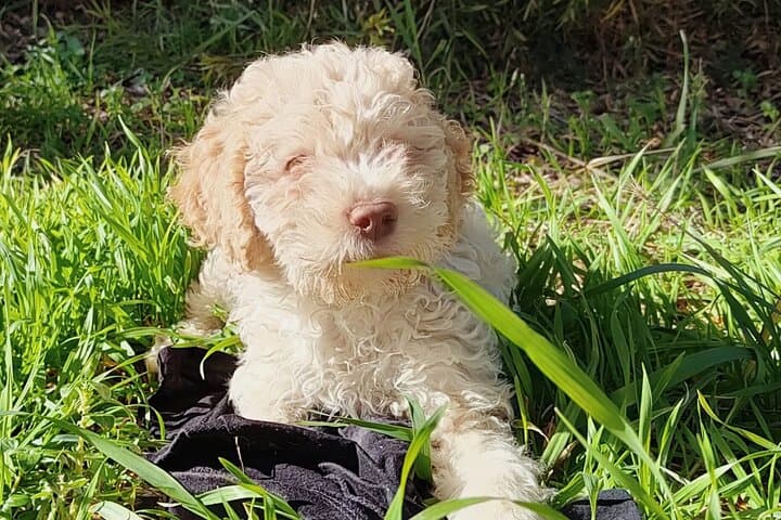 Truffle Hunting in the Sicani Mountains — Forage with Dogs and Local Hunters in Sicily photo 2