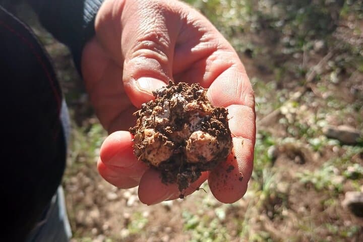 Truffle Hunting in the Sicani Mountains — Forage with Dogs and Local Hunters in Sicily photo 3