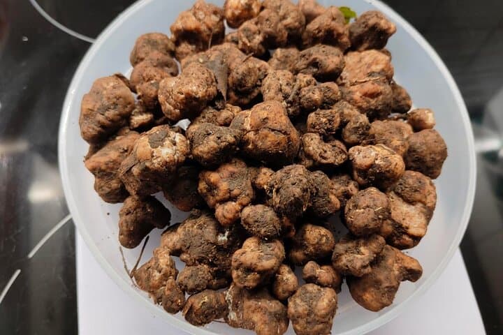Truffle Hunting in the Sicani Mountains — Forage with Dogs and Local Hunters in Sicily photo 5