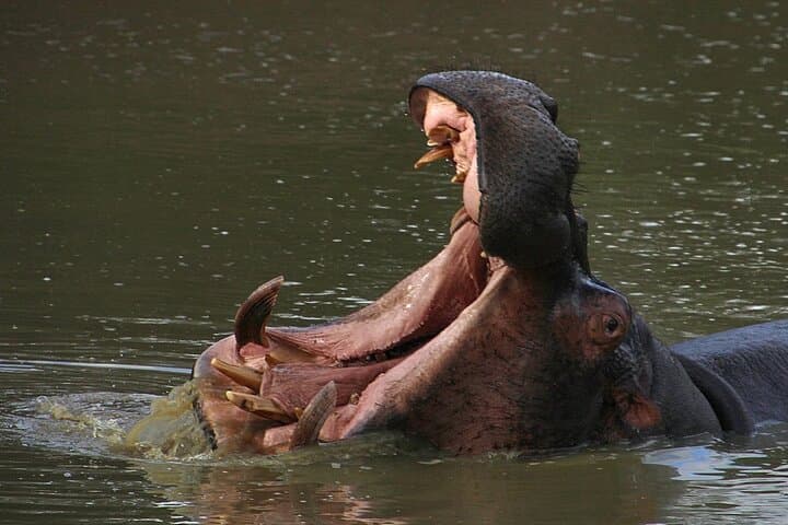 Schotia Big 5 Safari — Day Game Drive from Port Elizabeth photo 5