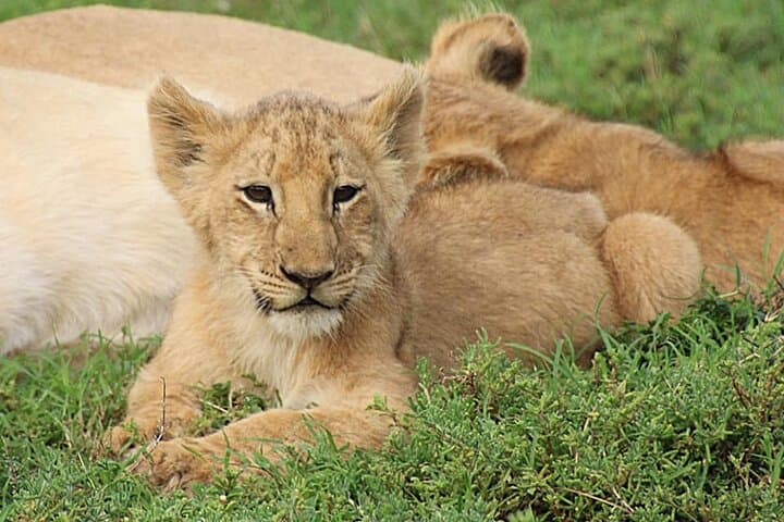 Schotia Big 5 Safari — Day Game Drive from Port Elizabeth photo 3