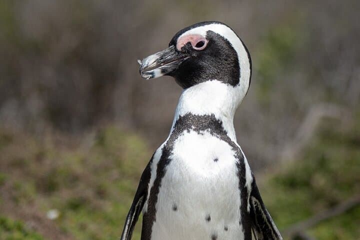 Cape Peninsula & Penguins Private Day Tour — Cape Point, Boulders Beach & Chapman’s Peak