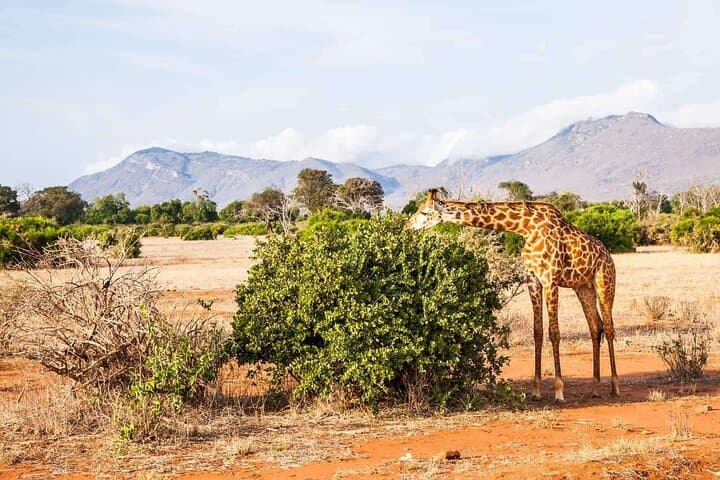 Tsavo East Day Safari from Malindi — Aruba Dam Big Game Viewing photo 3