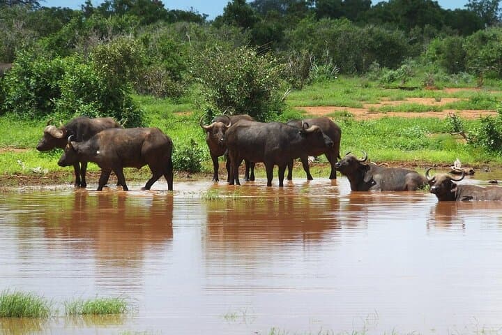 Tsavo East Day Safari from Malindi — Aruba Dam Big Game Viewing photo 4
