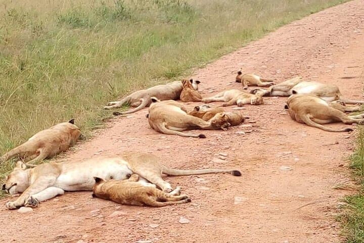 Tsavo East Day Safari from Malindi — Aruba Dam Big Game Viewing photo 5