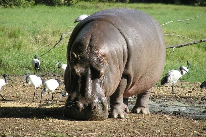 Tsavo East Day Safari from Malindi — Aruba Dam Big Game Viewing photo 6