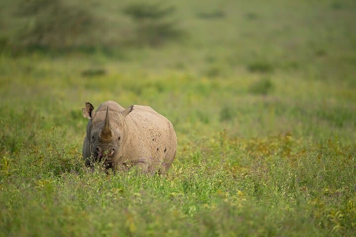 7-Day Tanzania Safari: Manyara, Ngorongoro & Serengeti Wildlife Adventure photo 2