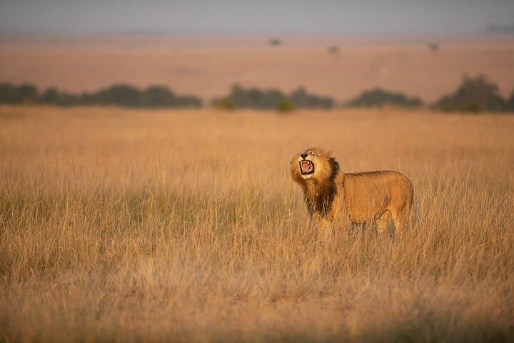 7-Day Tanzania Safari: Manyara, Ngorongoro & Serengeti Wildlife Adventure photo 3