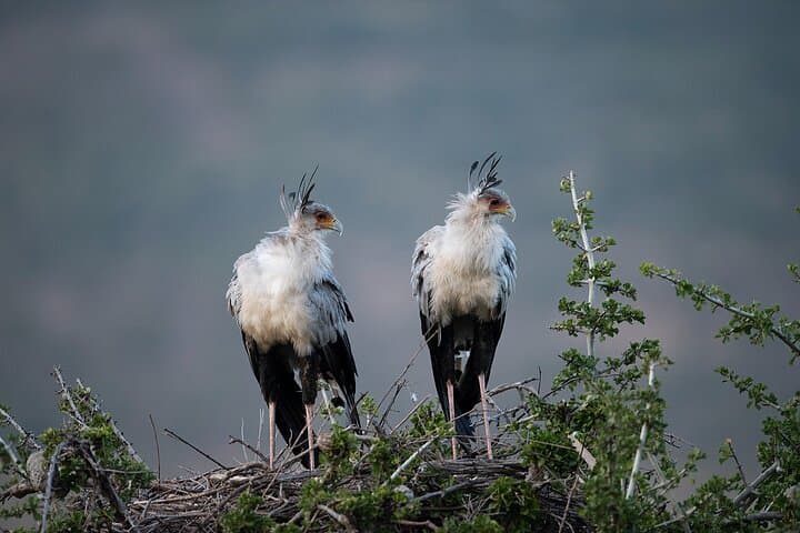 7-Day Tanzania Safari: Manyara, Ngorongoro & Serengeti Wildlife Adventure photo 4