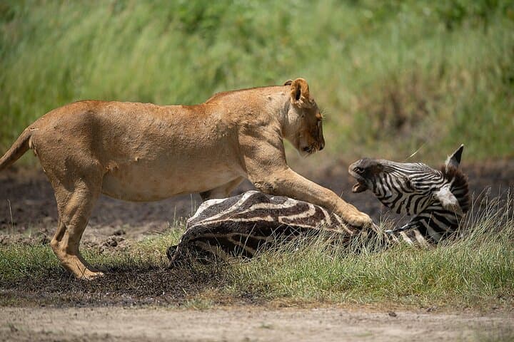 7-Day Tanzania Safari: Manyara, Ngorongoro & Serengeti Wildlife Adventure photo 5