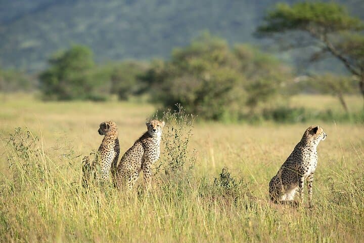 7-Day Tanzania Safari: Manyara, Ngorongoro & Serengeti Wildlife Adventure photo 6