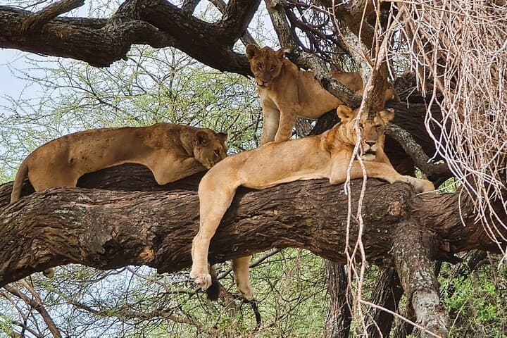 Full-Day Tarangire Safari from Arusha — See Elephants & Big Game