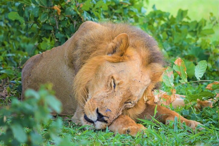 Full-Day Tarangire Safari from Arusha — See Elephants & Big Game photo 2