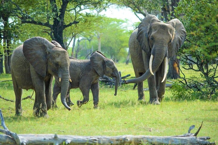 Full-Day Tarangire Safari from Arusha — See Elephants & Big Game photo 3