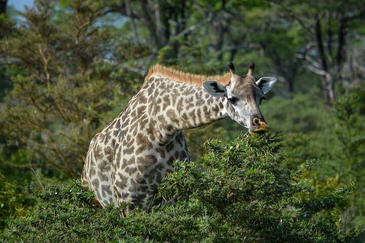 11-Day Northern Tanzania Safari: Serengeti, Ngorongoro & Tarangire Classics photo 2