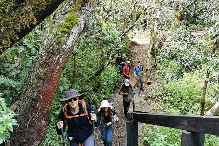 Kilimanjaro Day Hike: Marangu Route to Mandara Hut from Moshi photo 2