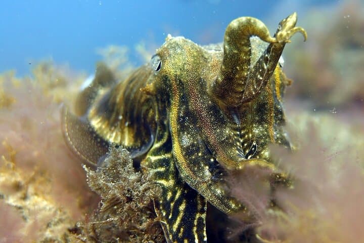 Gran Canaria Try-Dive: Guided Beginner Scuba Experience from Puerto Rico photo 6