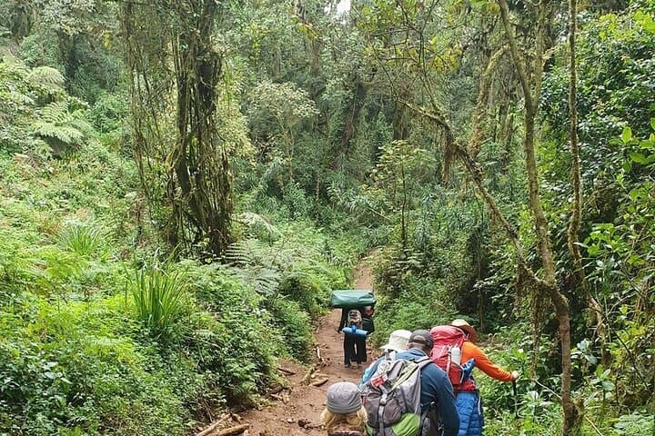 Climb Kilimanjaro via the Marangu Route: 5-Day Guide to Uhuru Peak photo 4
