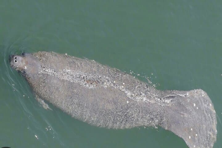 Madeira Beach & Shell Key: Half‑Day Private Dolphin and Sandbar Boat Tour photo 5
