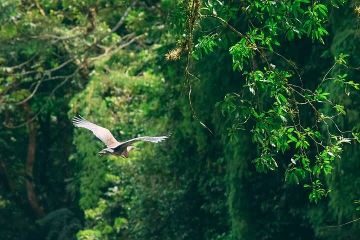 Sarapiqui River Safari Float from San José — Rainforest Wildlife & River Paddle photo 4