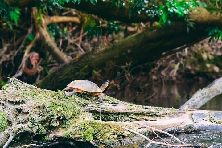Sarapiqui River Safari Float from San José — Rainforest Wildlife & River Paddle photo 5
