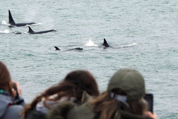 Orcas Private Tour Puerto Madryn — Punta Norte & Caleta Valdés Orca Vigil photo 1