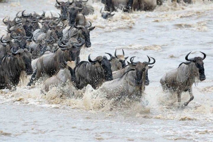 3-Day Maasai Mara Safari: Big Five Game Drives & Rift Valley Views photo 2