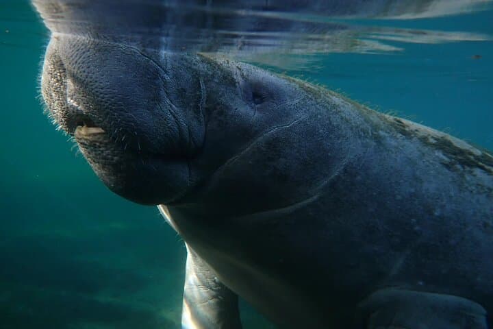 Swim with Manatees in Crystal River: A Guided Morning Snorkel Adventure photo 3